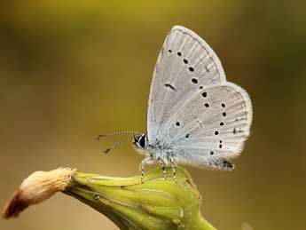 Cupido alcetas Hoffmsg adulte - ©Lionel Taurand