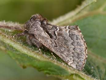 Rhegmatophila alpina Bell. adulte - Philippe Mothiron