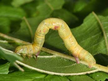  Chenille de Macaria alternata D. & S. - ©Philippe Mothiron