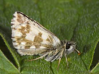 Pyrgus alveus Hb. adulte - Philippe Mothiron