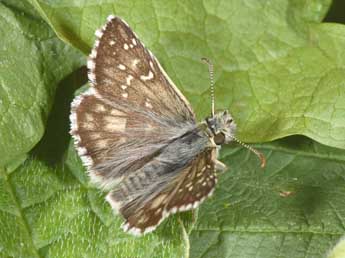 Pyrgus alveus Hb. adulte - ©Philippe Mothiron