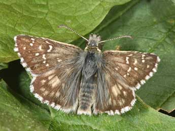 Pyrgus alveus Hb. adulte - Philippe Mothiron