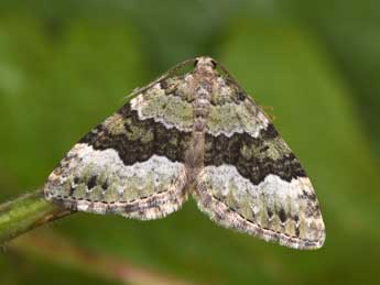 Colostygia aptata Hb. adulte - Philippe Mothiron