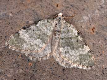 Colostygia aqueata Hb. adulte - Philippe Mothiron