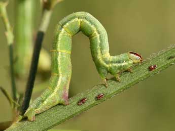  Chenille de Isturgia arenacearia D. & S. - ©Lionel Taurand