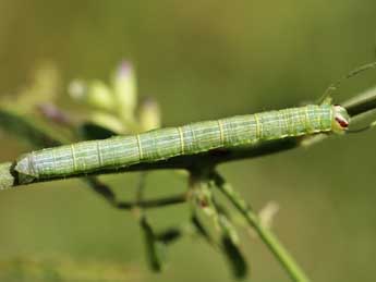  Chenille de Isturgia arenacearia D. & S. - ©Lionel Taurand