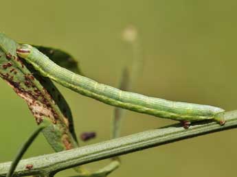  Chenille de Isturgia arenacearia D. & S. - ©Lionel Taurand