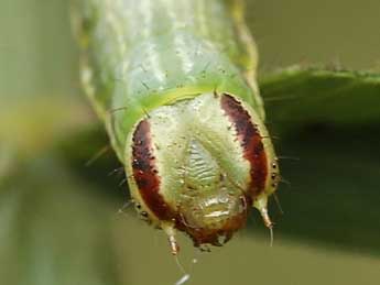  Chenille de Isturgia arenacearia D. & S. - ©Lionel Taurand