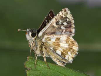 Pyrgus armoricanus Obth. adulte - Philippe Mothiron