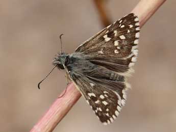 Pyrgus armoricanus Obth. adulte - Lionel Taurand