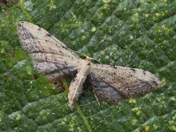 Idaea attenuaria Rbr adulte - ©Lionel Taurand