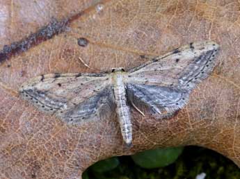 Idaea attenuaria Rbr adulte - ©Lionel Taurand