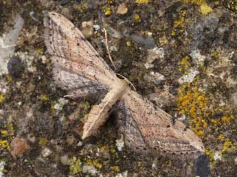 Idaea attenuaria Rbr adulte - ©Lionel Taurand