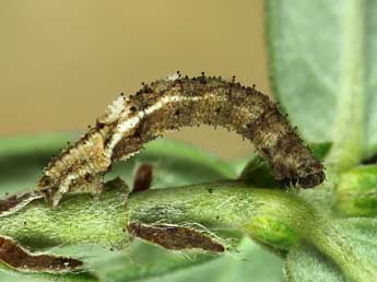  Chenille de Idaea attenuaria Rbr - ©Lionel Taurand