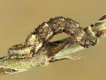  Chenille de Idaea attenuaria Rbr - ©Lionel Taurand