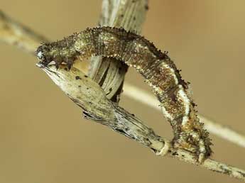  Chenille de Idaea attenuaria Rbr - Lionel Taurand