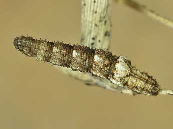  Chenille de Idaea attenuaria Rbr - ©Lionel Taurand