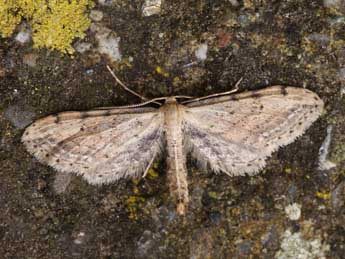 Idaea attenuaria Rbr adulte - ©Lionel Taurand