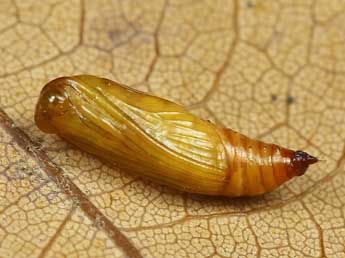  Chrysalide de Idaea attenuaria Rbr - Lionel Taurand