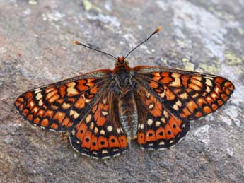 Euphydryas aurinia Rott. adulte - ©Lionel Taurand