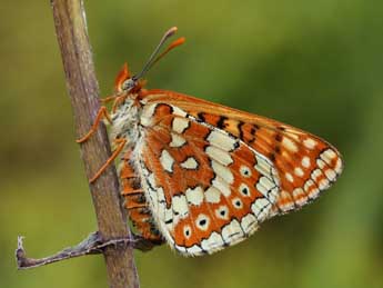 Euphydryas aurinia Rott. adulte - ©Lionel Taurand