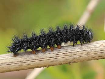  Chenille de Euphydryas aurinia Rott. - ©Lionel Taurand