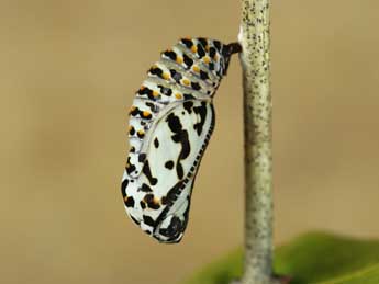  Chrysalide de Euphydryas aurinia Rott. - ©Lionel Taurand