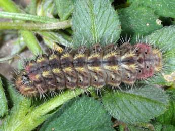  Chenille de Tomares ballus F. - Wolfgang Wagner, www.pyrgus.de