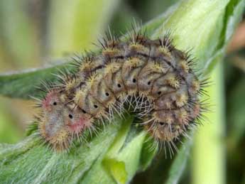  Chenille de Tomares ballus F. - ©Wolfgang Wagner, www.pyrgus.de