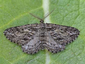 Sardocyrnia bastelicaria Bell. adulte - ©Lionel Taurand