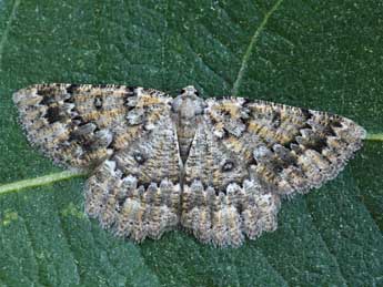 Charissa obscurata bellieri Obth. adulte - ©Lionel Taurand