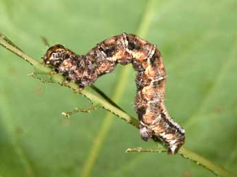  Chenille de Pareulype berberata D. & S. - ©Philippe Mothiron