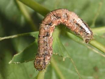  Chenille de Pareulype berberata D. & S. - ©Philippe Mothiron