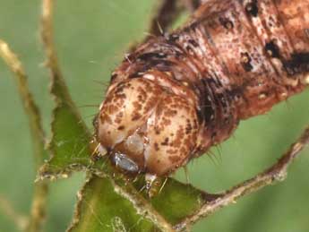  Chenille de Pareulype berberata D. & S. - ©Philippe Mothiron