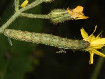  Chenille de Hecatera bicolorata Hfn. - Philippe Mothiron