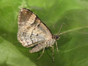 Xanthorhoe biriviata Bkh. adulte - Philippe Mothiron