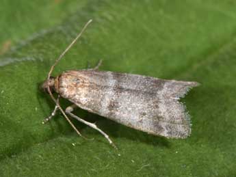 Vitula biviella Z. adulte - Philippe Mothiron