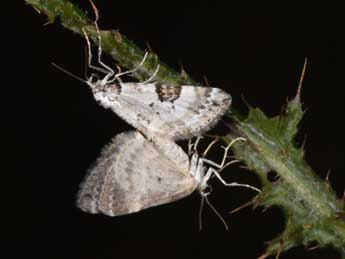 Perizoma blandiata D. & S. adulte - Philippe Mothiron