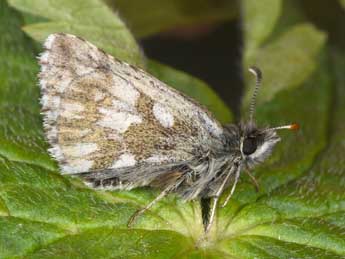 Pyrgus cacaliae Rbr adulte - Philippe Mothiron