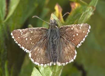 Pyrgus cacaliae Rbr adulte - ©Philippe Mothiron