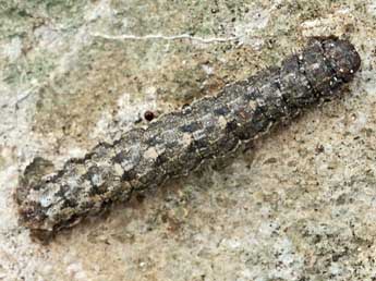  Chenille de Elophos caelibaria Hdnr. - ©Helmut Deutsch