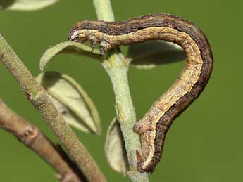  Chenille de Chemerina caliginearia Rbr - Lionel Taurand