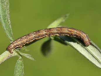  Chenille de Chemerina caliginearia Rbr - ©Lionel Taurand