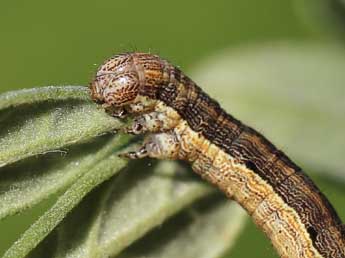  Chenille de Chemerina caliginearia Rbr - ©Lionel Taurand