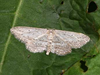 Idaea calunetaria Stgr adulte - ©Philippe Mothiron