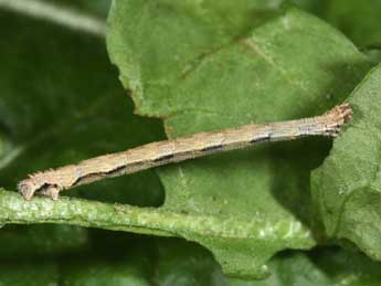  Chenille de Idaea calunetaria Stgr - ©Philippe Mothiron