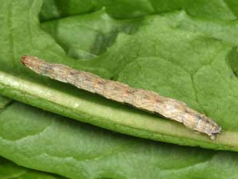  Chenille de Idaea calunetaria Stgr - Philippe Mothiron