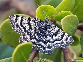 Macaria carbonaria Cl. adulte - Daniel Morel