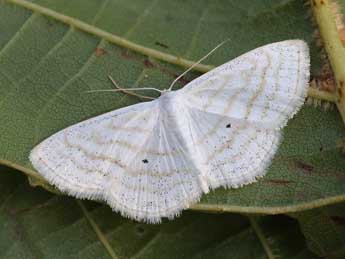 Scopula caricaria Rtti adulte - ©Lionel Taurand