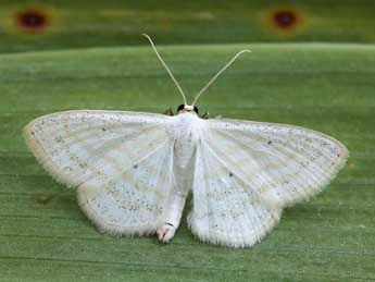 Scopula caricaria Rtti adulte - ©Lionel Taurand